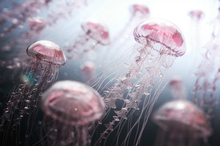 Pink jellyfish swimming in the ocean