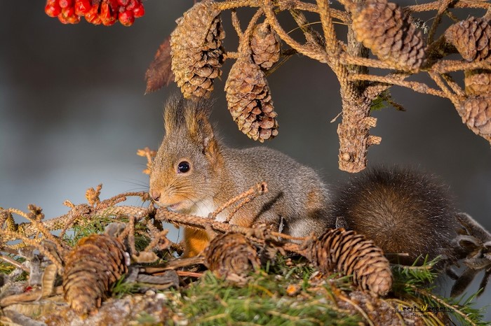 Red squirrel on a branch with pine cones and berries
