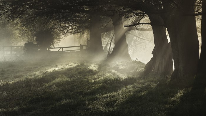 Sunlight beams through trees in a foggy meadow