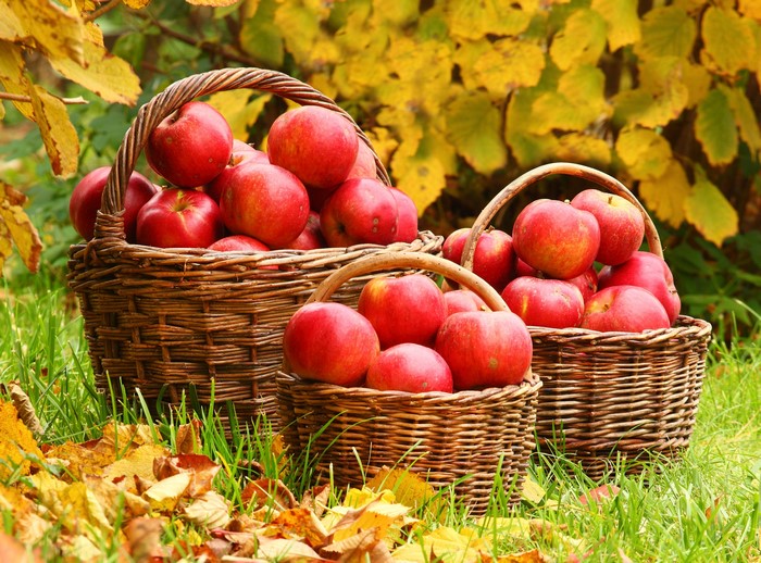 Apples in Wicker Baskets in Autumn