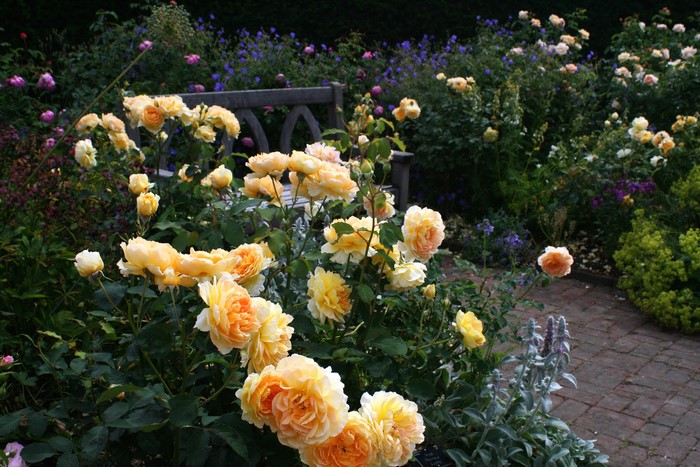 Roses and blue flowers in a garden with a bench
