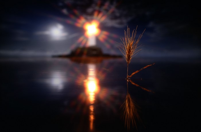 Wheat ear reflected in water at night