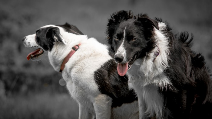 Two Border Collies in a field