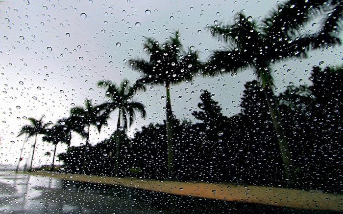 Raindrops on glass with palm trees in the background