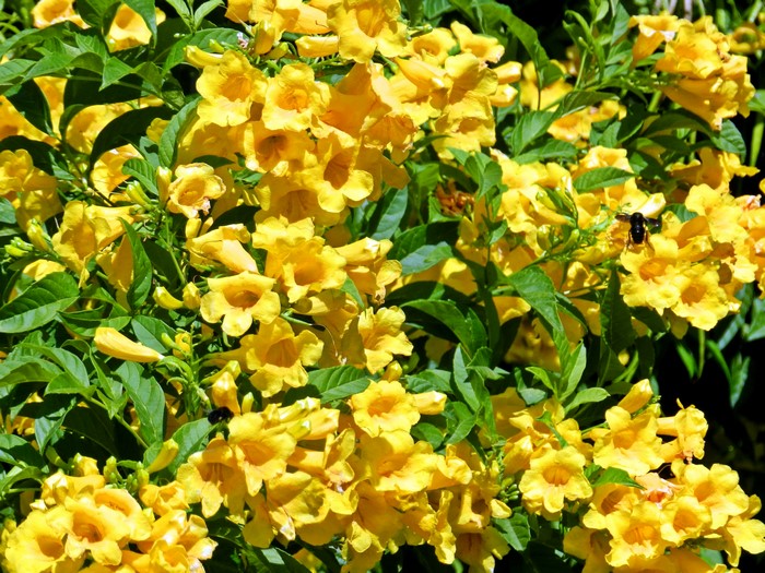 Yellow Trumpet Flowers with Bee