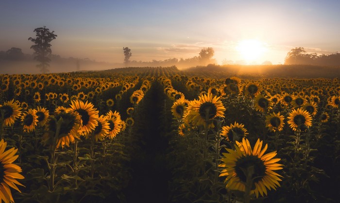 Sunflower field at sunrise with fog