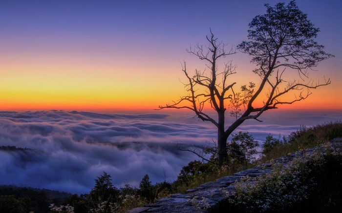 Sunrise over clouds with silhouetted tree