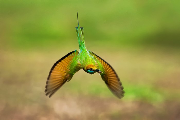Blue-cheeked bee-eater in flight