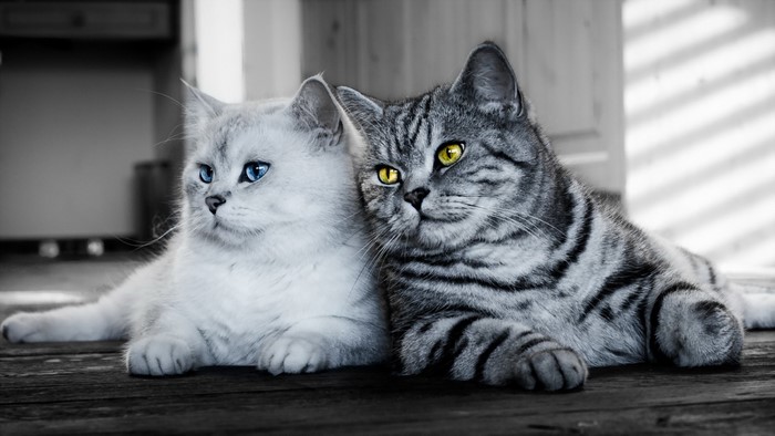 Two cats, one white with blue eyes, one tabby with yellow eyes