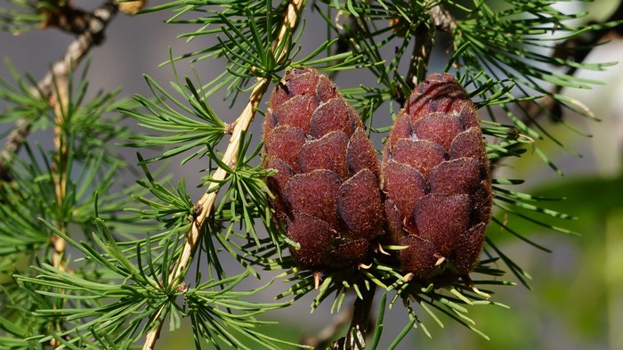 Two brown pine cones on a fir branch