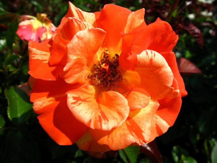 Close-up of a bi-colored orange and yellow rose