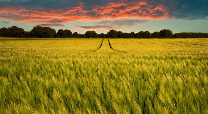 Wheat field at sunset with colorful clouds