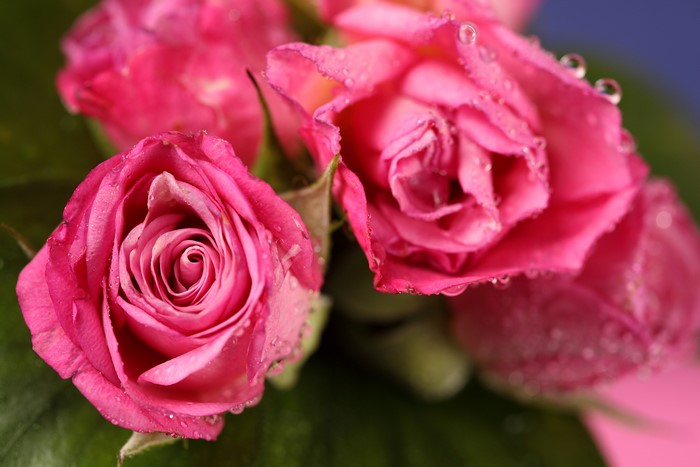 4K Pink Roses with Water Drops