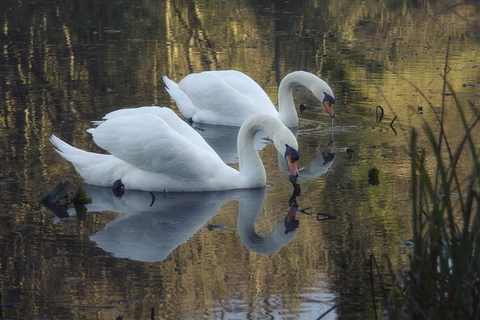 Two white swans on a lake