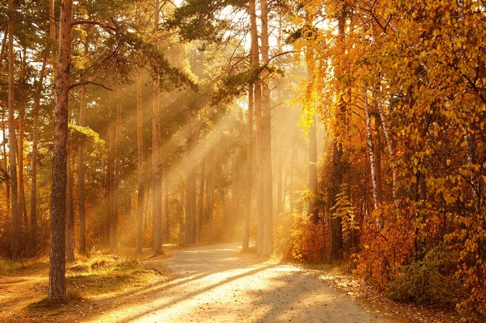 Autumn forest road with sun rays