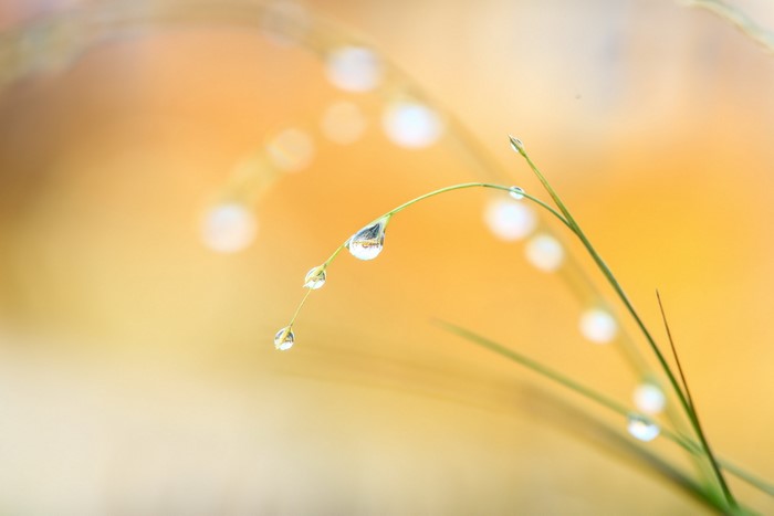 Dew drops on grass blades with bokeh background