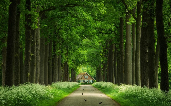 A house at the end of a tree-lined avenue