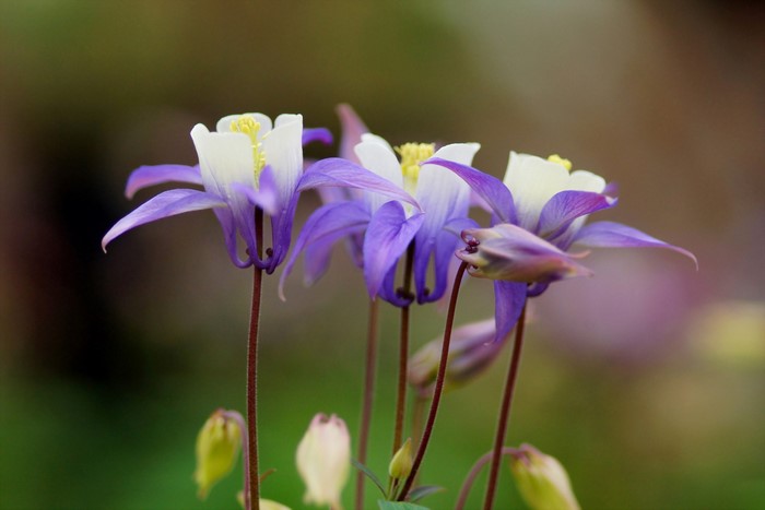 Close-up of purple and white Aquilegia flowers