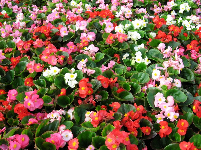 A dense bed of colorful begonias in bloom