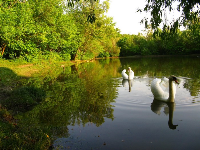 Two swans swimming in a pond surrounded by trees