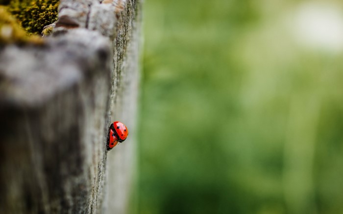Two ladybugs on a wooden post