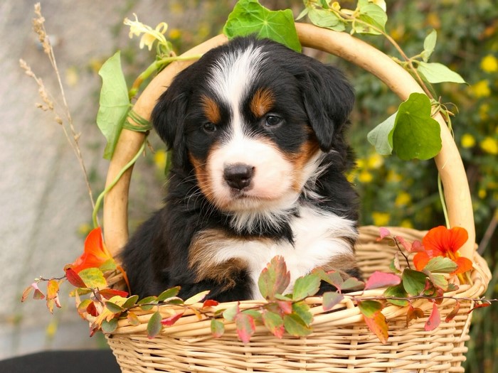 Bernese Mountain Dog puppy in a wicker basket