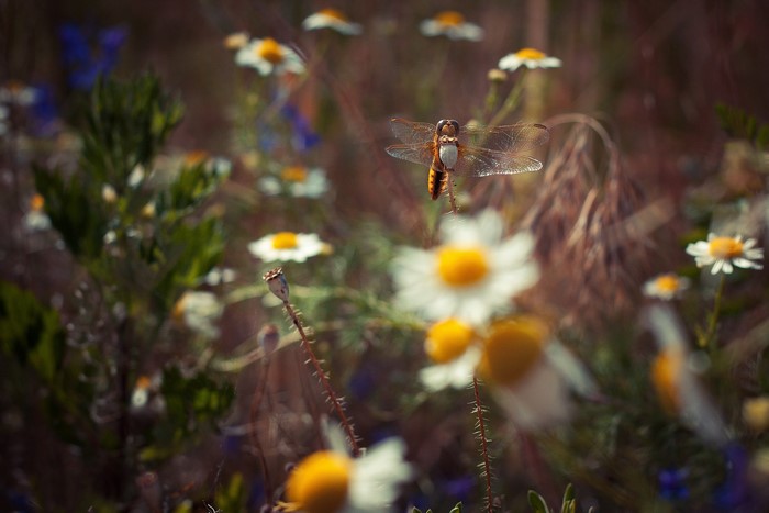 Dragonfly hovering over wildflowers