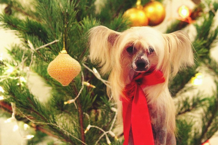 Chinese Crested dog wearing a red scarf by a Christmas tree