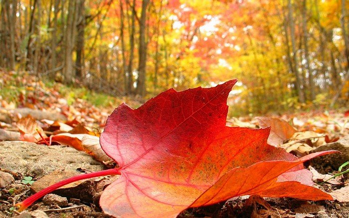 Close-up of a red maple leaf on the forest floor in autumn