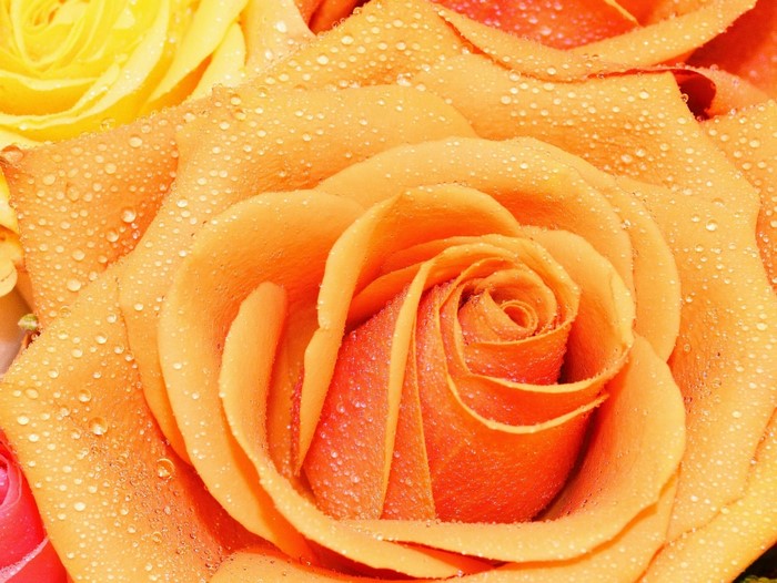 Close-up of orange roses with water droplets