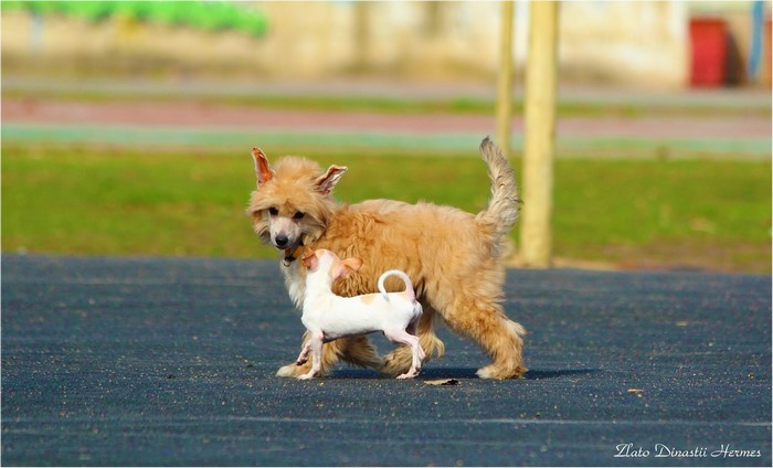 Two dogs, a Chinese Crested and a Chihuahua, playing