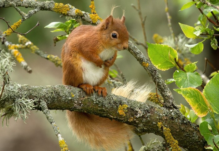 Red squirrel sitting on a lichen-covered tree branch
