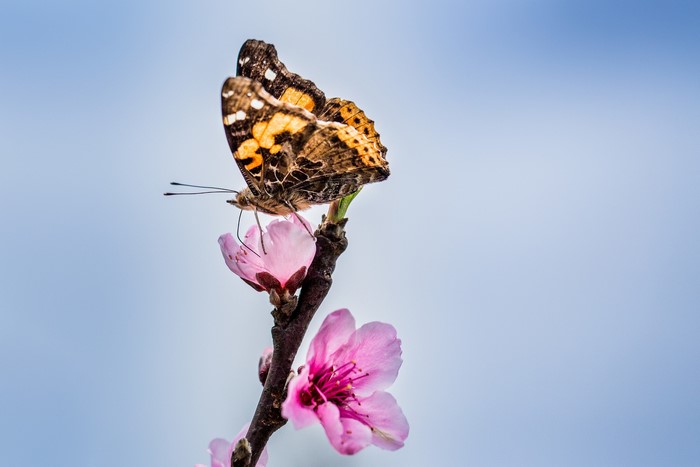 Butterfly on a pink flower