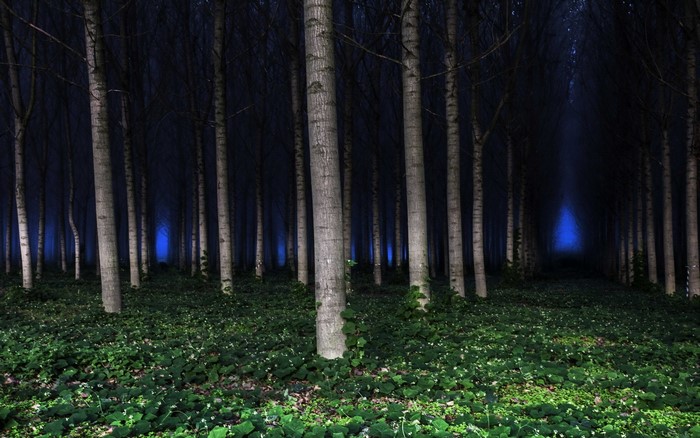 Dark forest with blue light at night