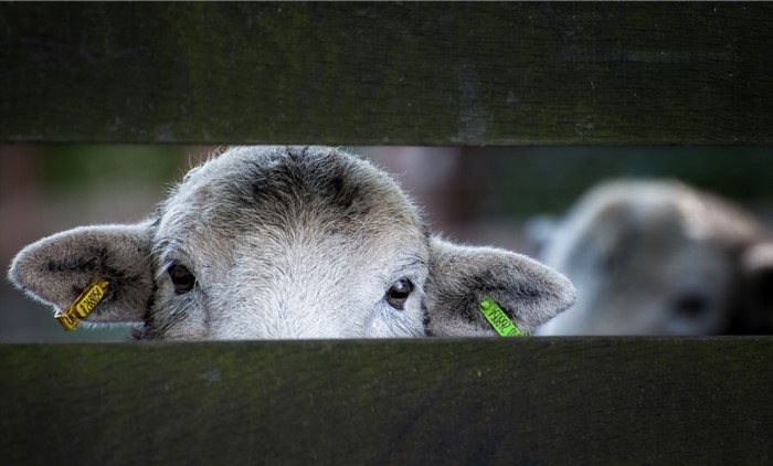 Lamb peeking over a wooden fence