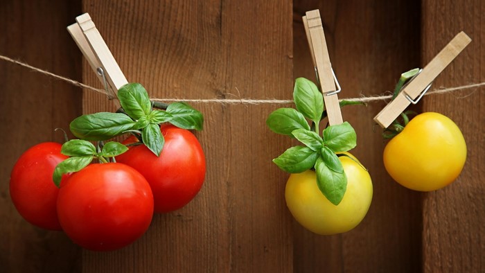 Tomatoes and basil hanging on a clothesline