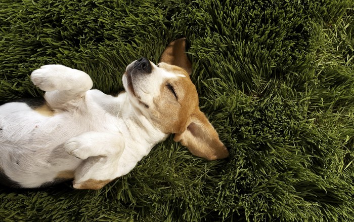 Beagle puppy sleeping on green grass
