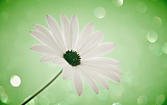 White daisy flower with green center on a green bokeh background