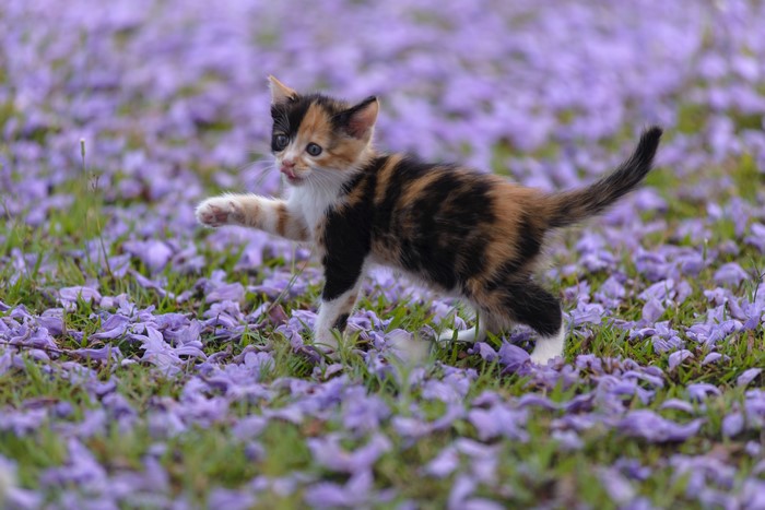 Calico kitten walking through purple flower petals