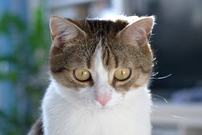 Close-up of a tabby and white cat's face
