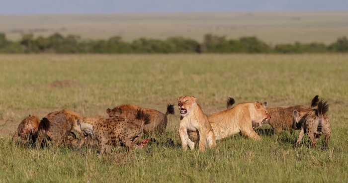 Lions and Hyenas Fighting Over Prey in Grassland
