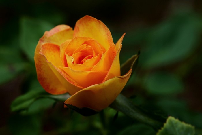 Orange rose with red edges