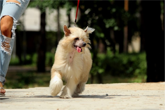 Chinese Crested dog on a leash