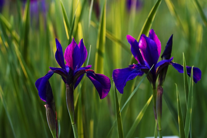 Two purple irises in green foliage