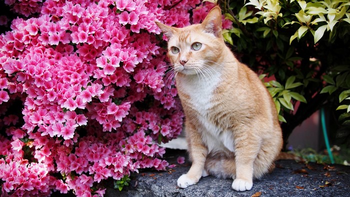 Orange cat sitting by pink azaleas