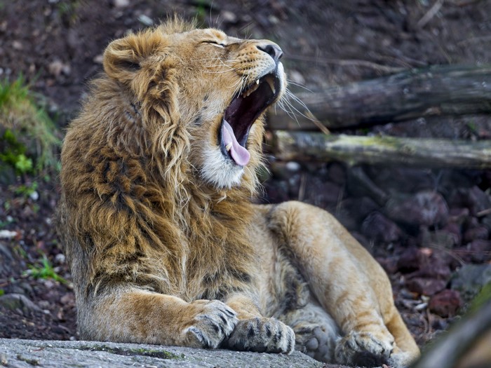 Lion yawning widely on a rock