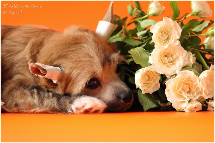 Zlato Dinastii Hermes puppy with roses