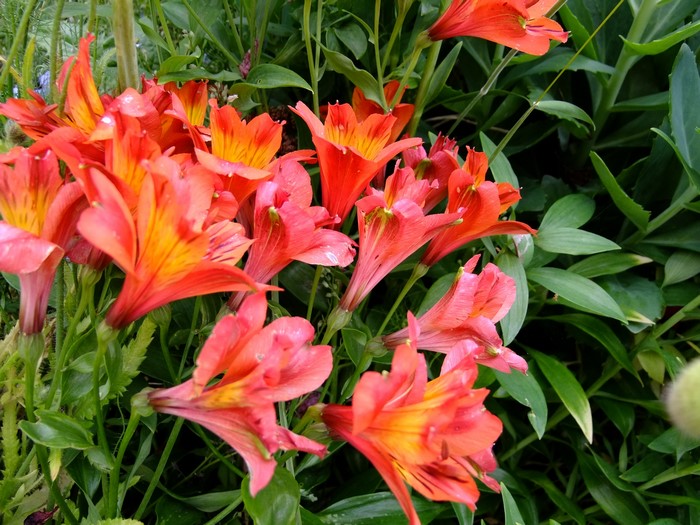 Orange and yellow Alstroemeria flowers with green foliage