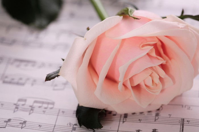 Pink rose on sheet music