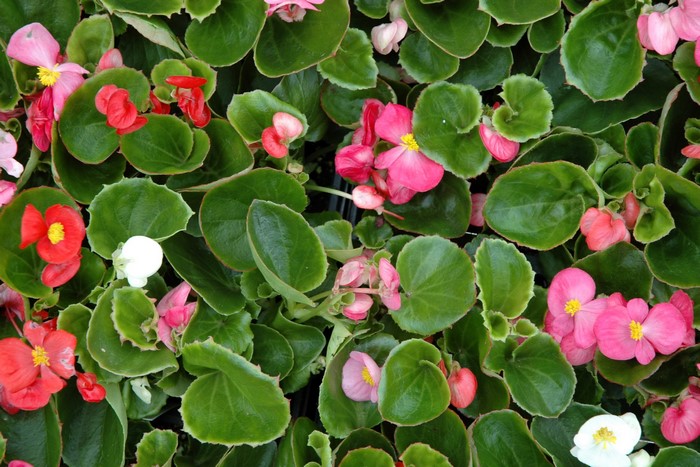Begonia flowers and foliage